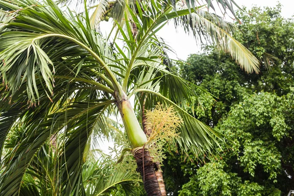 Ветви кокосовых пальм под голубым небом — стоковое фото