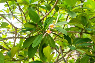 Tatlı güzel beyaz frangipani veya plumeria ağaç üzerinde