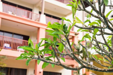 Ağaç dalları ile bir bina içinde belgili tanımlık geçmiş.