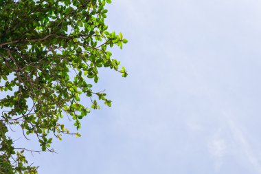 dalları ve yaprakları ile mavi gökyüzü