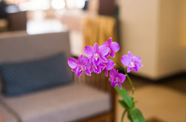 Primer plano de hermosa flor de orquídea púrpura en interiores con fondo borroso — Foto de Stock