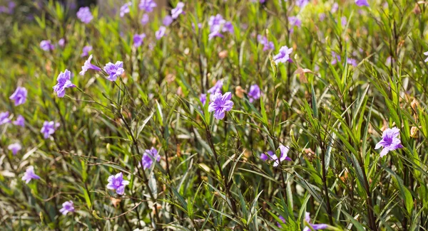 Фиолетовая петуния в саду — стоковое фото