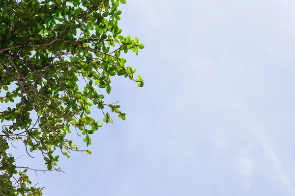 dalları ve yaprakları ile mavi gökyüzü