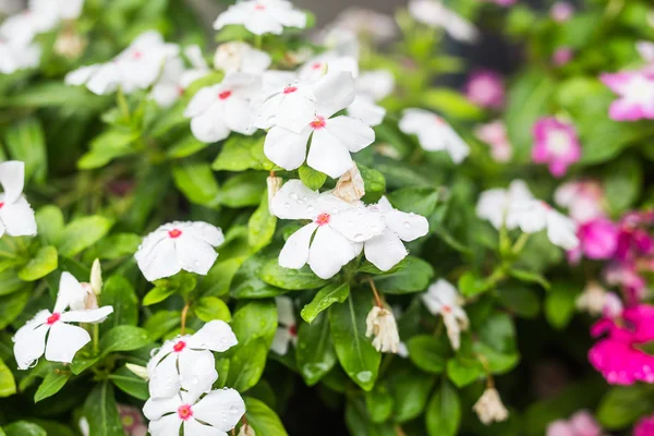 Flores con gotas de lluvia en el jardín, Periwinkle indio occidental, Catharanthus roseus, Vinca flower, Bringht Eye — Foto de Stock