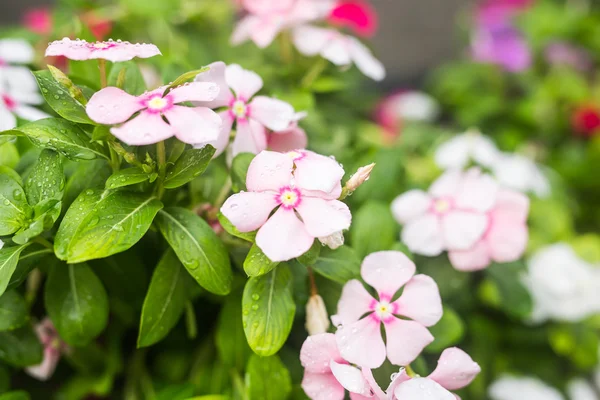 Flores con gotas de lluvia en el jardín, Periwinkle indio occidental, Catharanthus roseus, Vinca flower, Bringht Eye — Foto de Stock