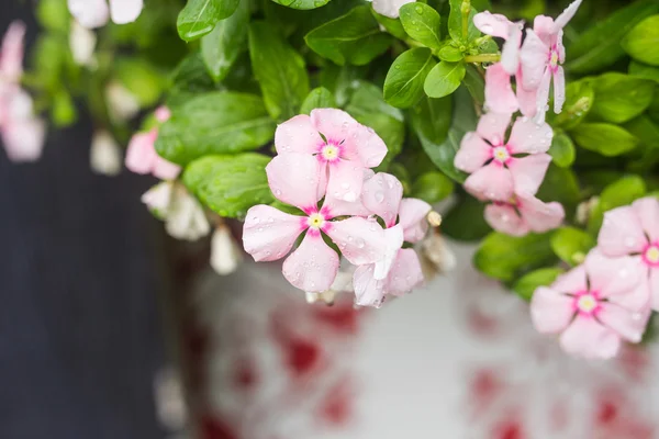 Flores con gotas de lluvia en el jardín, Periwinkle indio occidental, Catharanthus roseus, Vinca flower, Bringht Eye — Foto de Stock