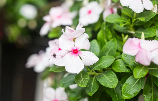 Flores con gotas de lluvia en el jardín, Periwinkle indio occidental, Catharanthus roseus, Vinca flower, Bringht Eye — Foto de Stock