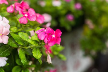 Çiçek Bahçe, Batı Hint deniz salyangozu, Catharanthus çevresi, Cezayir menekşesi çiçek, Bringht göz yağmur damlaları ile