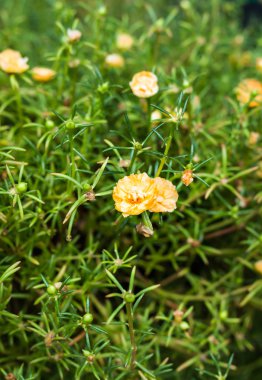 Güzel sarı çiçekli bahar ya da yaz arka plan