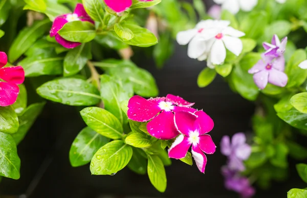 Flores con gotas de lluvia en el jardín, Periwinkle indio occidental, Catharanthus roseus, Vinca flower, Bringht Eye — Foto de Stock