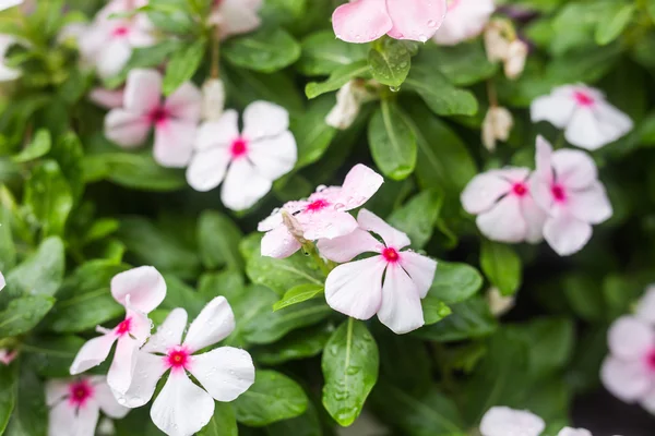 Çiçek Bahçe, Batı Hint deniz salyangozu, Catharanthus çevresi, Cezayir menekşesi çiçek, Bringht göz yağmur damlaları ile
