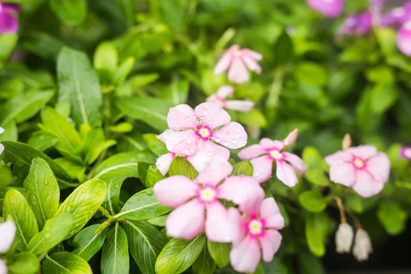 Flores con gotas de lluvia en el jardín, Periwinkle indio occidental, Catharanthus roseus, Vinca flower, Bringht Eye — Foto de Stock