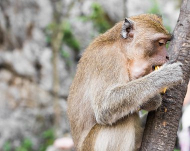 maymun oturur ve muz yiyor