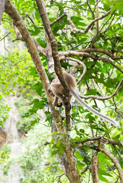 Mono lindo vive en un bosque natural de Tailandia . — Foto de Stock