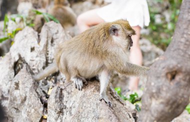 Sevimli vahşi maymun