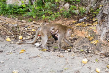 Sevimli vahşi maymun