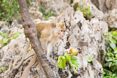 Tayland bir doğal orman sevimli maymun yaşıyor.