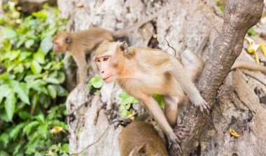 Sevimli vahşi maymun