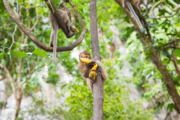 Carino scimmia selvatica — Foto Stock