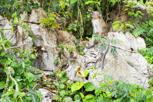 かわいい野生の猿 — ストック写真