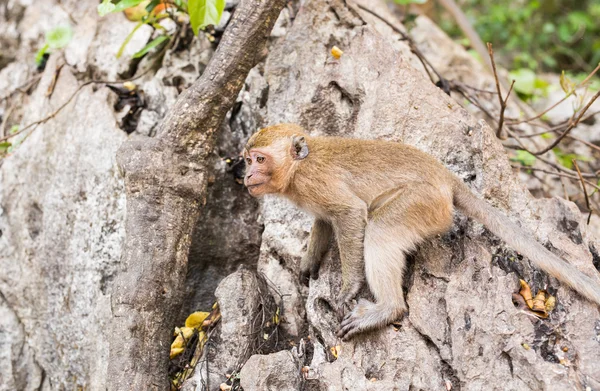 Söt apa bor i en naturlig skog i Thailand. — Stockfoto