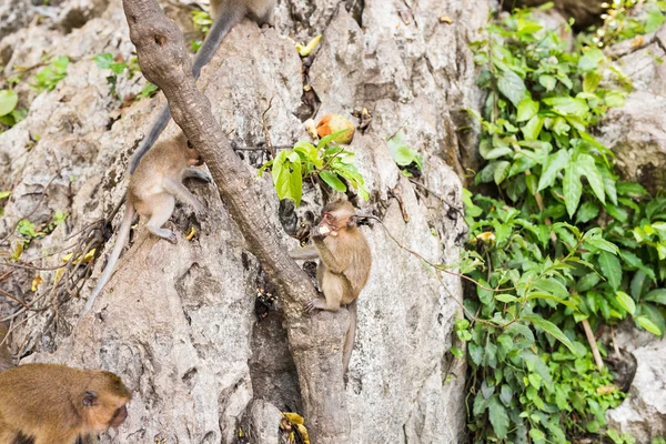 Singe mignon vit dans une forêt naturelle de Thaïlande . — Photo