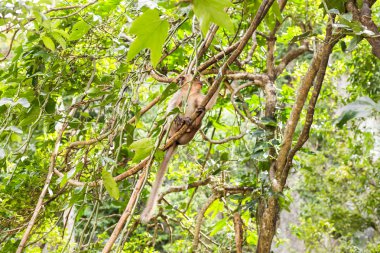 Tayland bir doğal orman sevimli maymun yaşıyor.