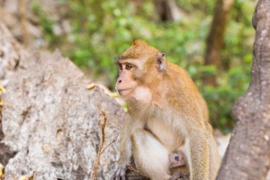 Tayland bir doğal orman sevimli maymun yaşıyor.