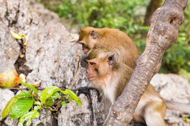 Sevimli vahşi maymun