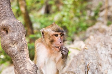 Tayland bir doğal orman sevimli maymun yaşıyor.