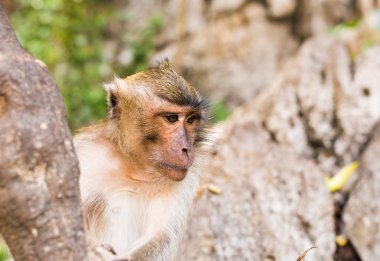 Maymun surat yakın çekim