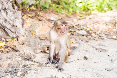 Sevimli vahşi maymun