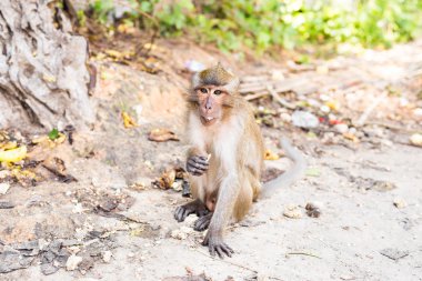 Sevimli vahşi maymun