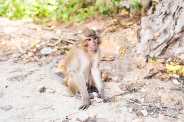 Tayland bir doğal orman sevimli maymun yaşıyor.