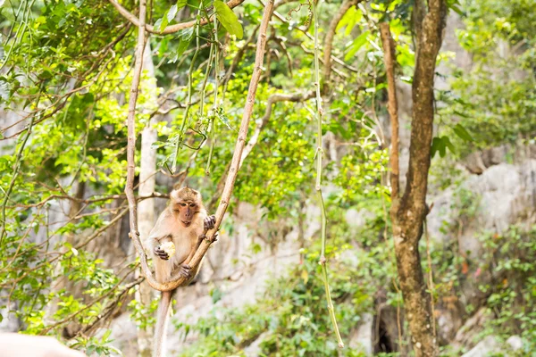 Macaco selvagem bonito — Fotografia de Stock