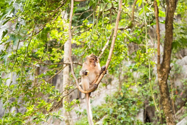 Cute monkey lives in a natural forest of Thailand. — Stock Photo, Image