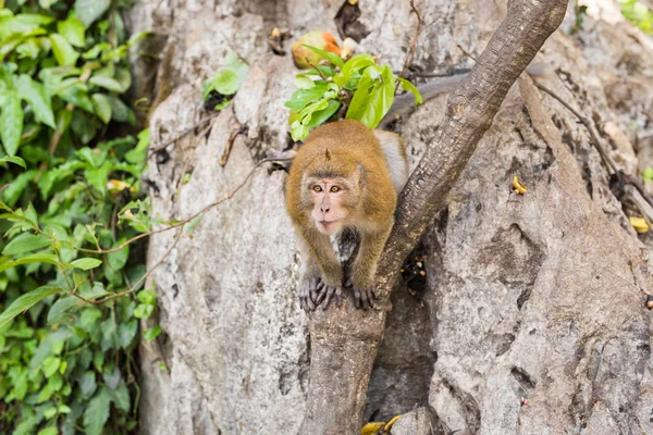 Carino scimmia selvatica — Foto Stock