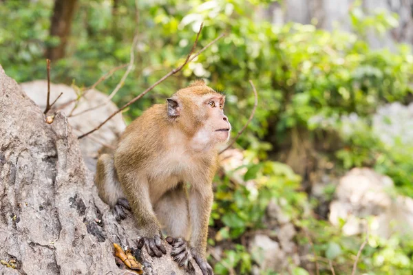 Tayland bir doğal orman sevimli maymun yaşıyor.