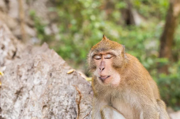 Cute wild monkey — Stock Photo, Image