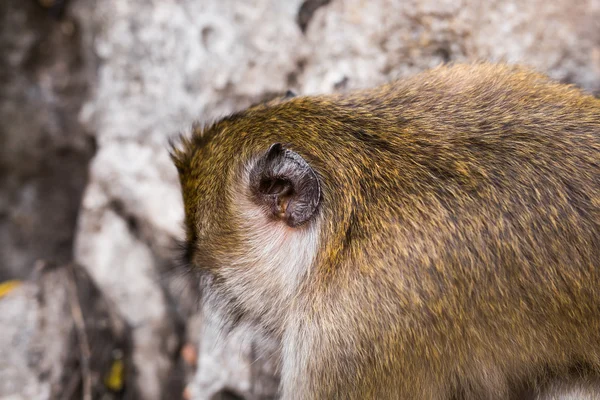 Schattig wilde aap — Stockfoto