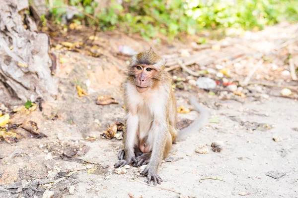 Tayland bir doğal orman sevimli maymun yaşıyor.