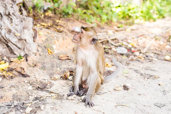 Tayland bir doğal orman sevimli maymun yaşıyor.