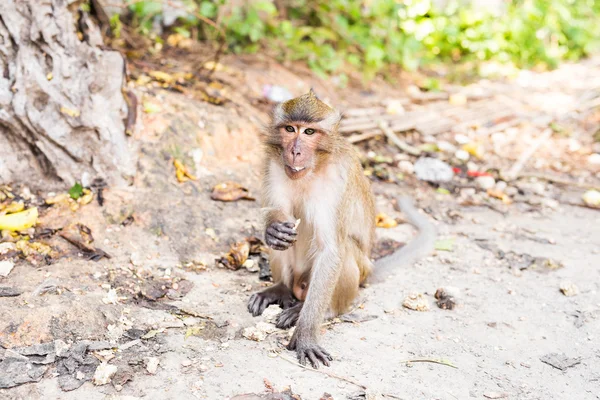 Sevimli vahşi maymun