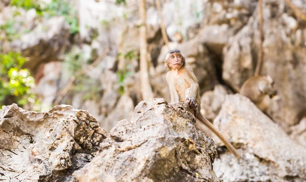 Macaco bonito vive em uma floresta natural da Tailândia . — Fotografia de Stock