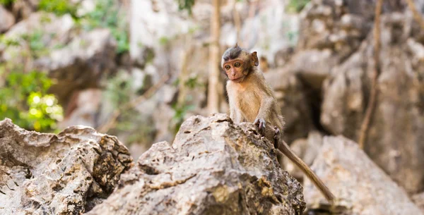 Singe mignon vit dans une forêt naturelle de Thaïlande . — Photo