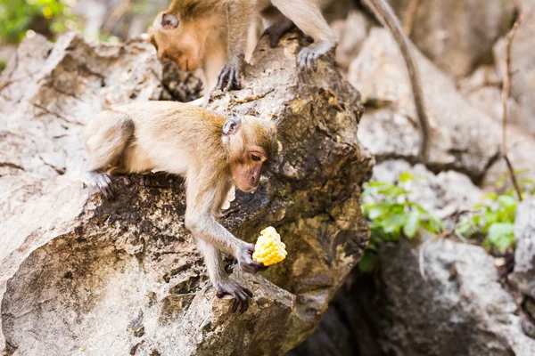 Le singe s'assoit et mange de la banane — Photo