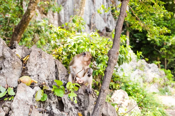 Mono salvaje lindo — Foto de Stock