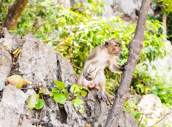 Singe mignon vit dans une forêt naturelle de Thaïlande . — Photo