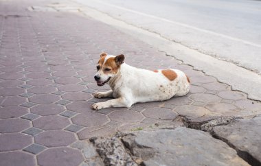 Aç ve evsiz köpek sokakta terk edilmiş