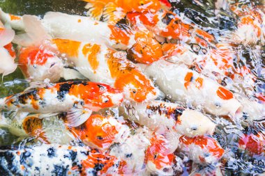 Besleme balık sazan